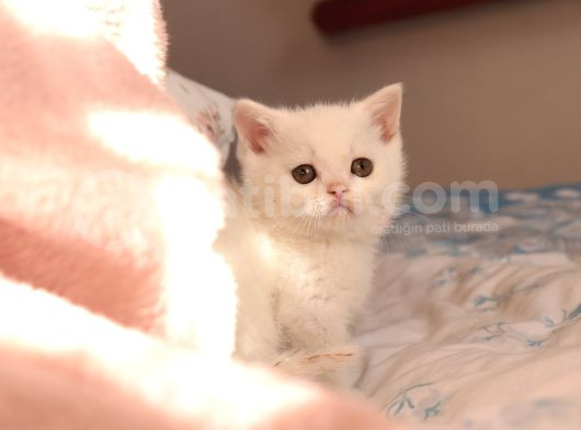 Bri̇ti̇sh Shorthai̇r Whi̇te Di̇şi̇ Yavru görsel