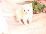 Bri̇ti̇sh Shorthai̇r Whi̇te Di̇şi̇ Yavru