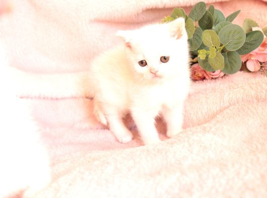 Bri̇ti̇sh Shorthai̇r Whi̇te Di̇şi̇ Yavru görsel