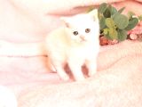Bri̇ti̇sh Shorthai̇r Whi̇te Di̇şi̇ Yavru