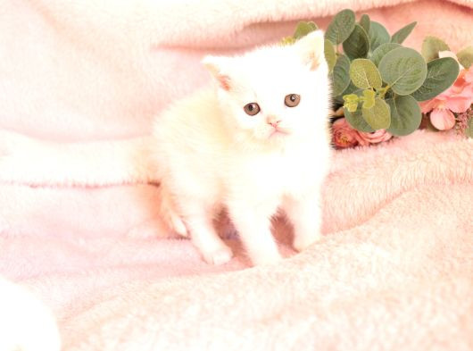 Bri̇ti̇sh Shorthai̇r Whi̇te Di̇şi̇ Yavru görsel
