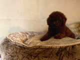 Safkan Anne Babadan En Mi̇ni̇ Boy Bebekler
