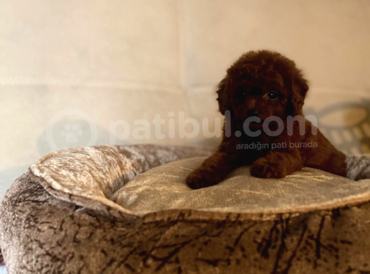 Safkan Anne Babadan En Mi̇ni̇ Boy Bebekler görsel