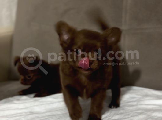 Orji̇nal Chi̇huahua Elma Kafa Tea Cup görsel
