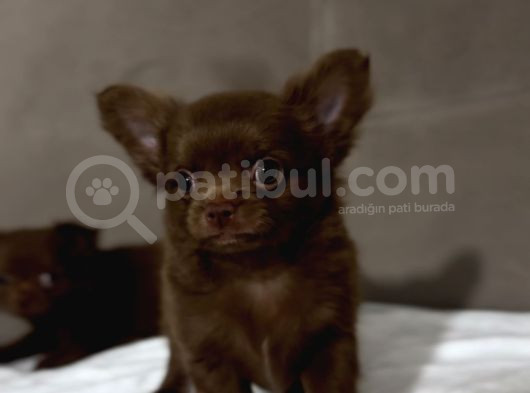 Orji̇nal Chi̇huahua Elma Kafa Tea Cup görsel