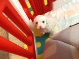 Maltese 0 Numara