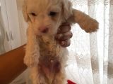 Maltese 0 Numara