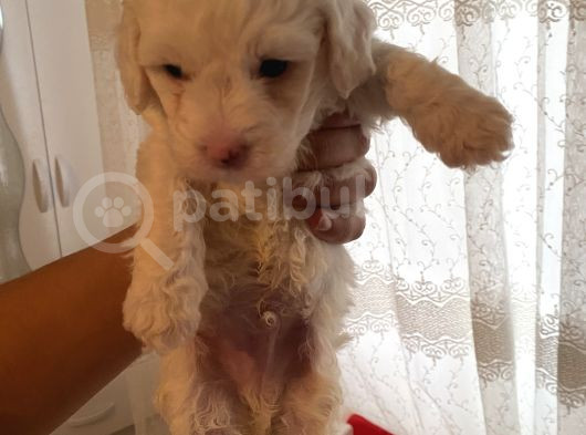 Maltese 0 Numara görsel