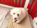 Maltese 0 Numara