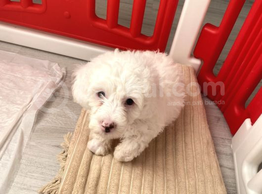 Maltese 0 Numara görsel