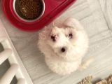 Maltese 0 numara