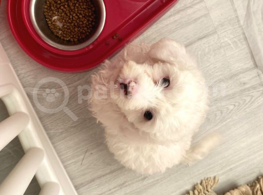 Maltese 0 Numara