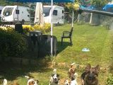 Show Kalite Fırlama Jack Russel Terrier