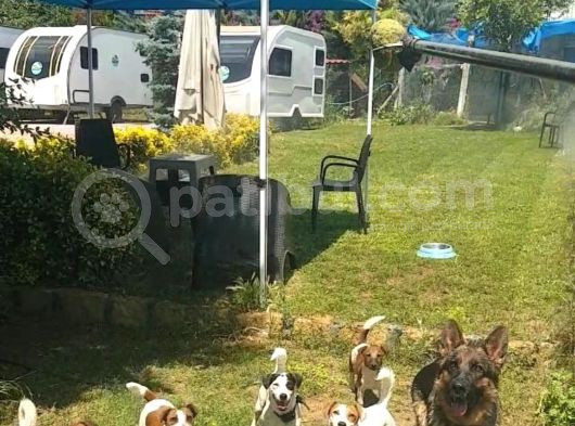 Show Kalite Fırlama Jack Russel Terrier görsel