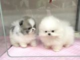 Pomerani̇an Boo Teddy Yavrular