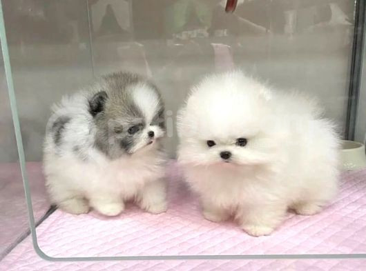 Pomerani̇an Boo Teddy Yavrular görsel