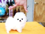 Pomerani̇an Boo Teddy Yavrular