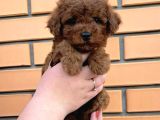 Toy Poodle Yavrular