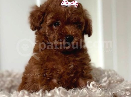 Toy Poodle Yavrular görsel