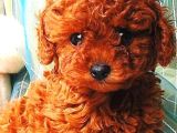 Toy Poodle Yavrular