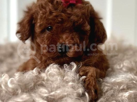 Toy Poodle Yavrular görsel