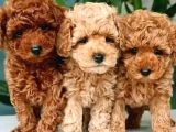 TOY POODLE YAVRULAR