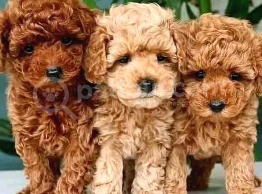 TOY POODLE YAVRULAR