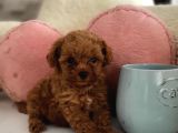 Minik Kurabiyeler Toy Poodle Yavrularimiz