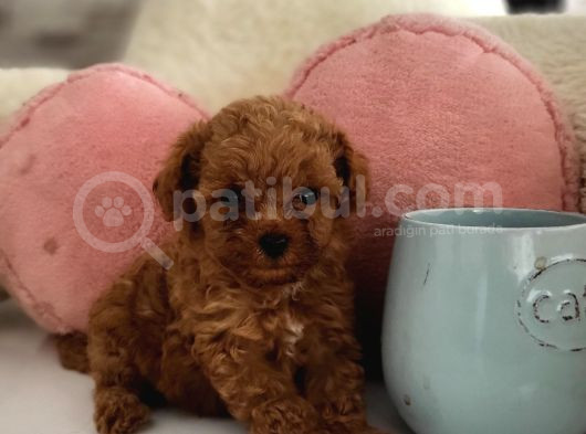 Minik Kurabiyeler Toy Poodle Yavrularimiz görsel