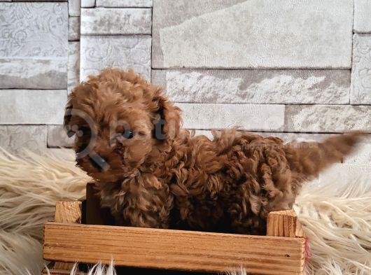 Minik Kurabiyeler Toy Poodle Yavrularimiz