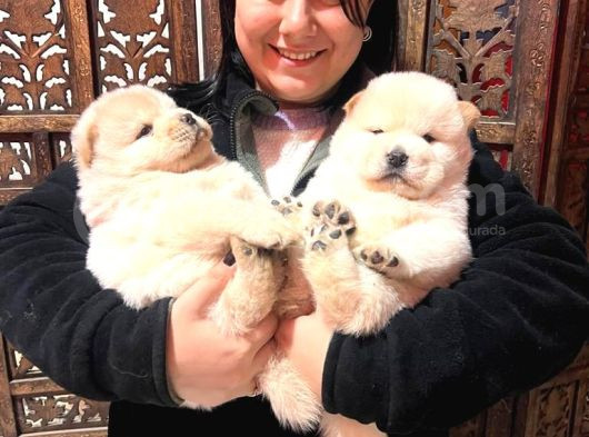 Safkan Chow Chow Yavrularımız görsel