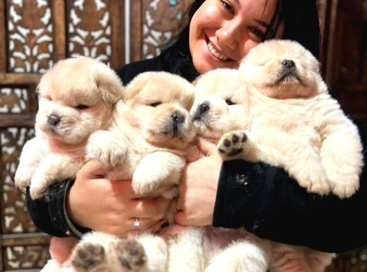 Safkan Chow Chow Yavrularımız görsel