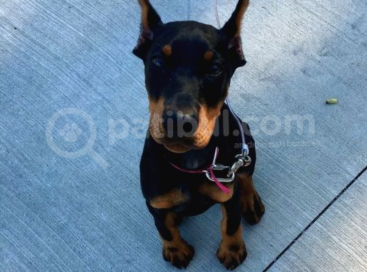 Biblo gibi king doberman estetikli yavrular yılbaşı patileri