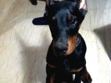 Biblo Gibi King Doberman Estetikli Yavrular Yılbaşı Patileri