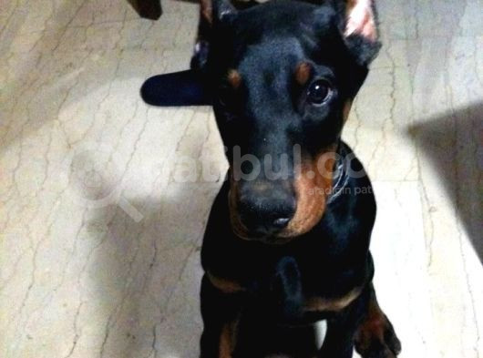 Biblo Gibi King Doberman Estetikli Yavrular Yılbaşı Patileri görsel