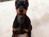 Biblo Gibi King Doberman Estetikli Yavrular Yılbaşı Patileri