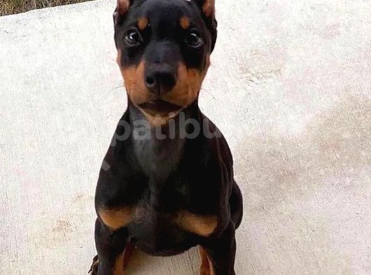 Biblo Gibi King Doberman Estetikli Yavrular Yılbaşı Patileri görsel