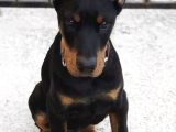 Biblo Gibi King Doberman Estetikli Yavrular Yılbaşı Patileri