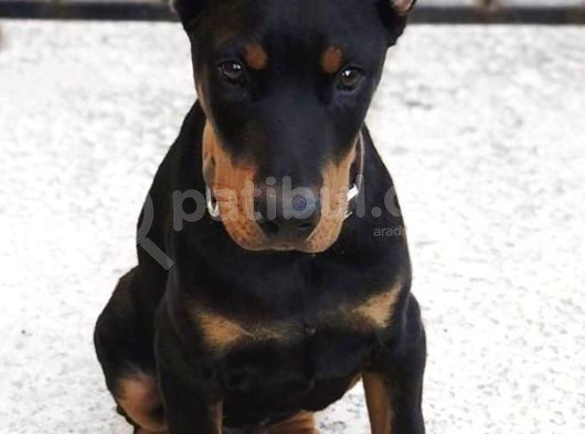 Biblo Gibi King Doberman Estetikli Yavrular Yılbaşı Patileri görsel