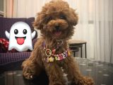Minik Kurabiyeler Toy Poodle Yavrularimiz