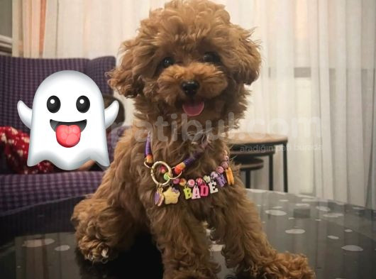 Minik Kurabiyeler Toy Poodle Yavrularimiz görsel