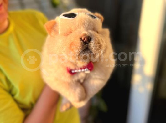 Safkan Chow Chow Yavrularımız görsel