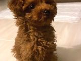 Minik Kurabiyeler Toy Poodle Yavrularimiz