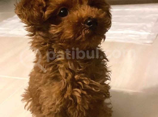Minik Kurabiyeler Toy Poodle Yavrularimiz görsel
