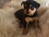 Dünyanın en küçük köpek ırklarından sivava