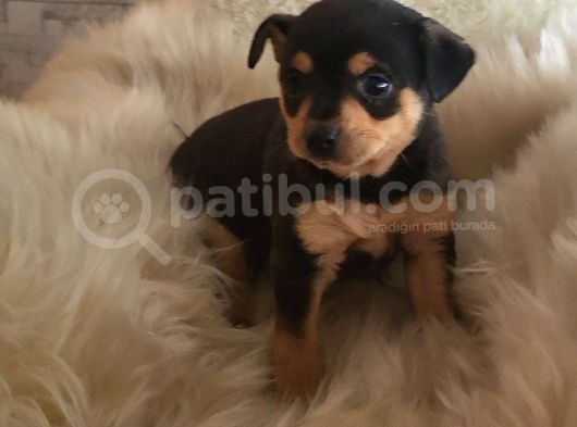 Dünyanın En Küçük Köpek Irklarından Sivava