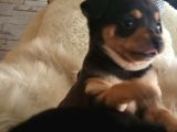 Dünyanın En Küçük Köpek Irklarından Sivava