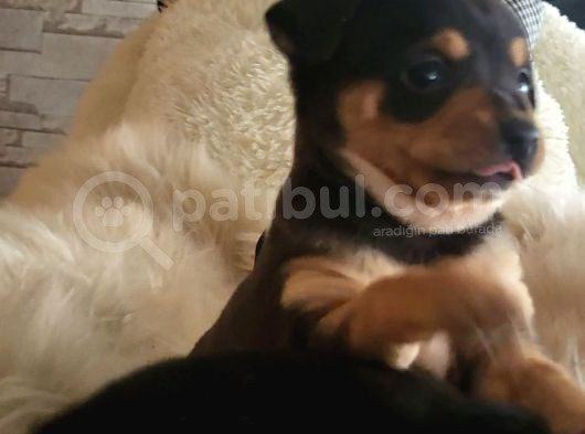 Dünyanın En Küçük Köpek Irklarından Sivava görsel