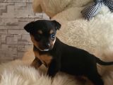 Dünyanın En Küçük Köpek Irklarından Sivava