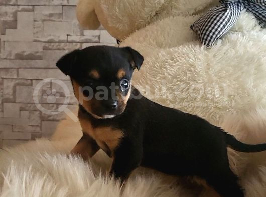 Dünyanın En Küçük Köpek Irklarından Sivava görsel